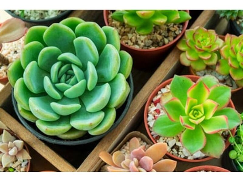 Venta de Plantas PERU