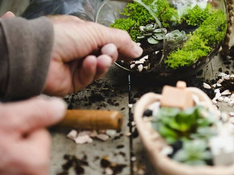 Plantas de Ornato PERU