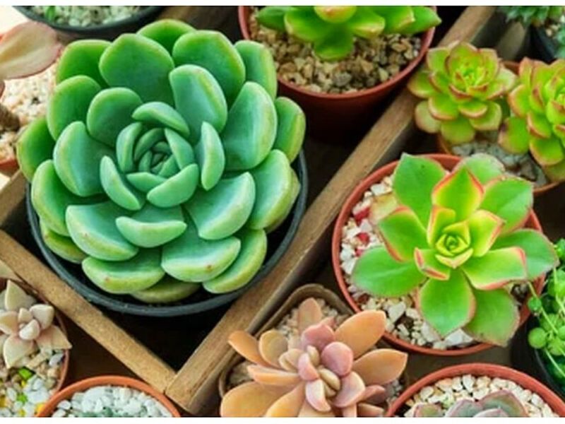 Venta de Plantas PERU