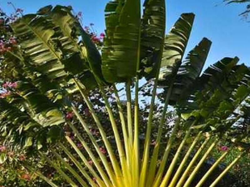 Palmera viajera PERU