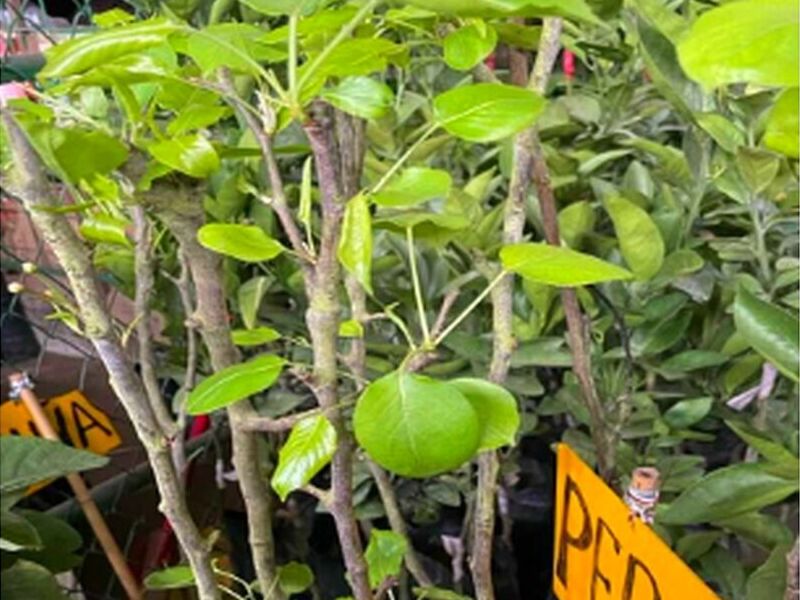 Arboles Frutales PERU