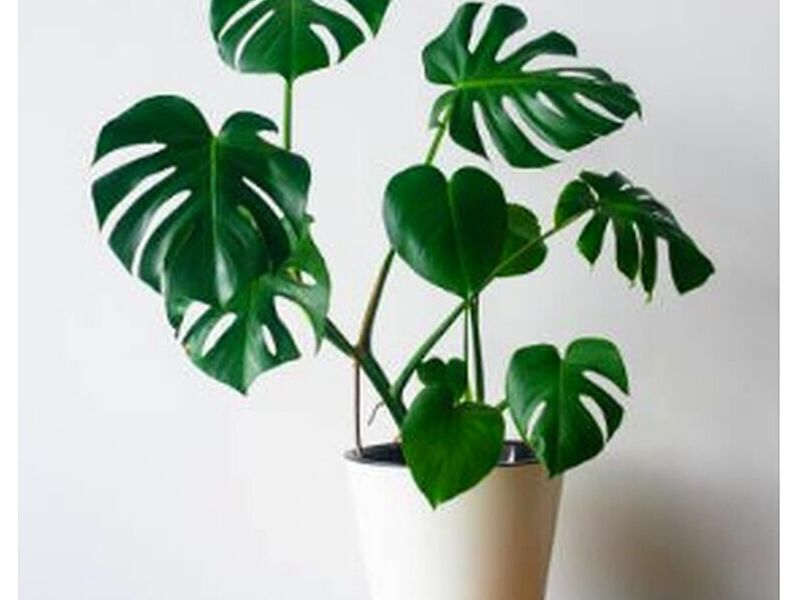 Macetero Ornamental Monstera Perú