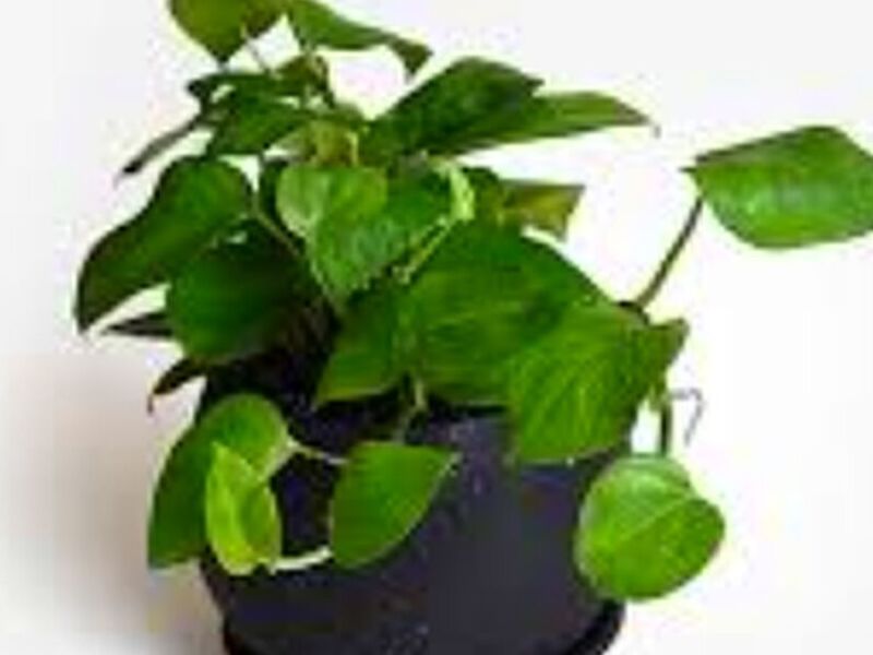 Macetero Ornamental Pothos Perú