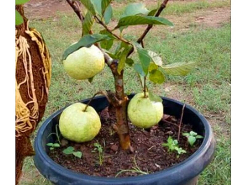 Macetas Frutales Guayaba Perú