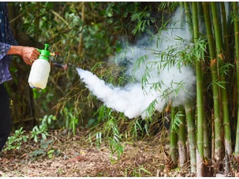 Fumigación de Chinches Perú
