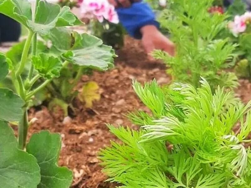 Instalación de césped PERU