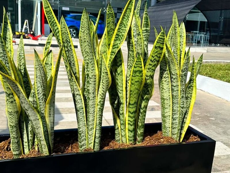 Plantas de Ornato PERU