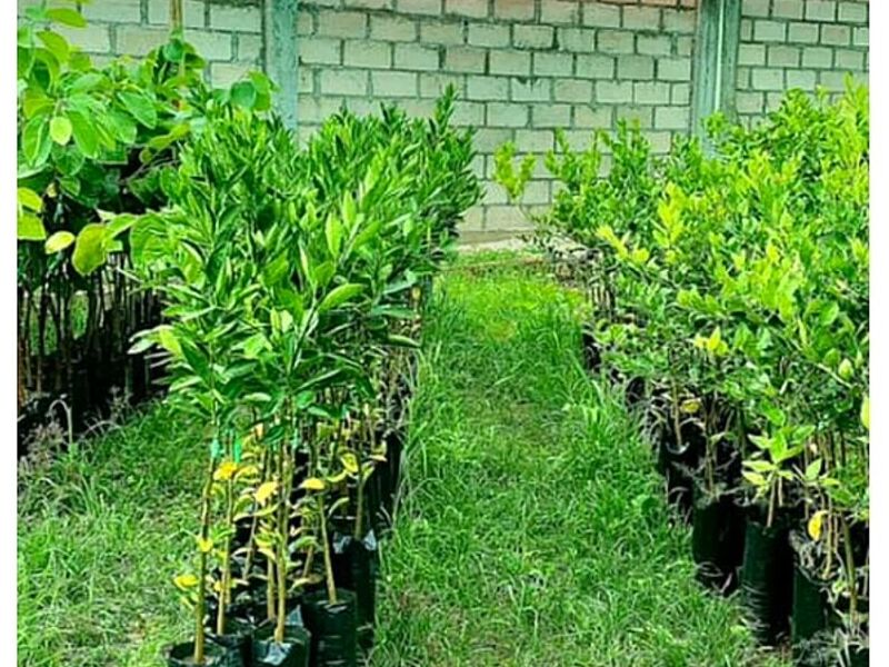 Venta de Plantas PERU