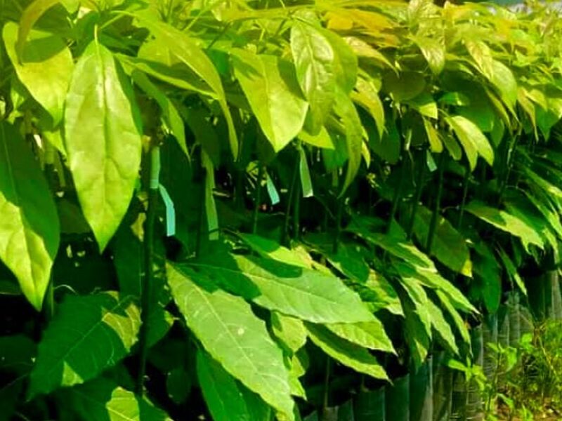 Planta de Palta PERU 