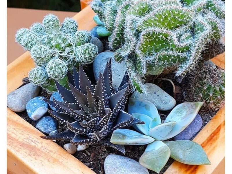 mini terrario de madera Perú