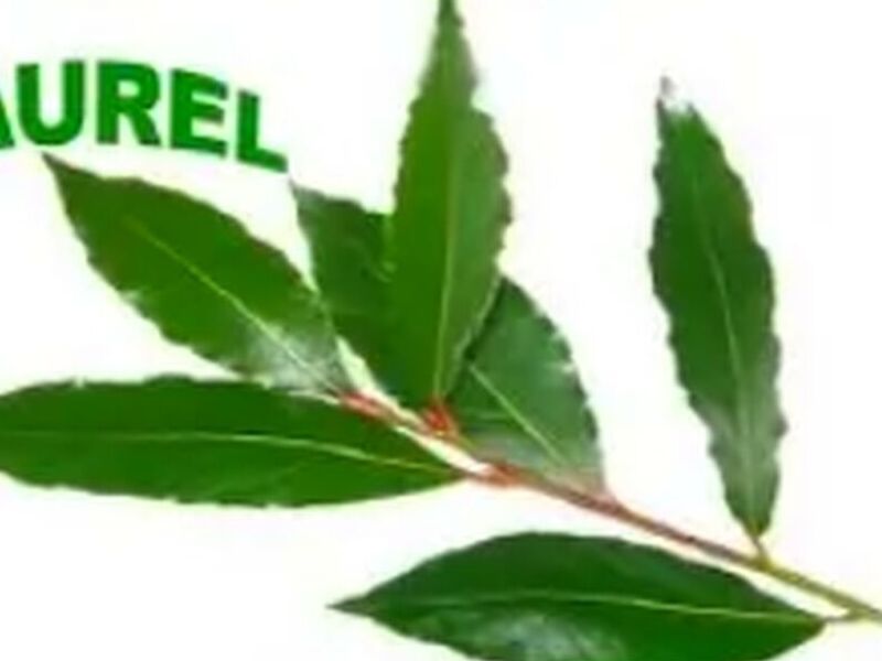 Planta Ornamental Laurel Perú