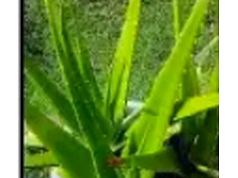 Planta Ornamental Aloe Perú