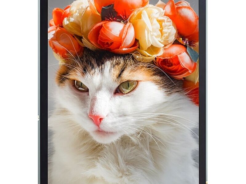 Cuadro Decorativo Gato Perú