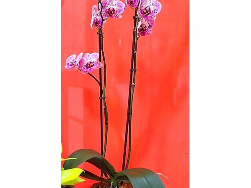 Planta Ornamental Orquídeas Perú