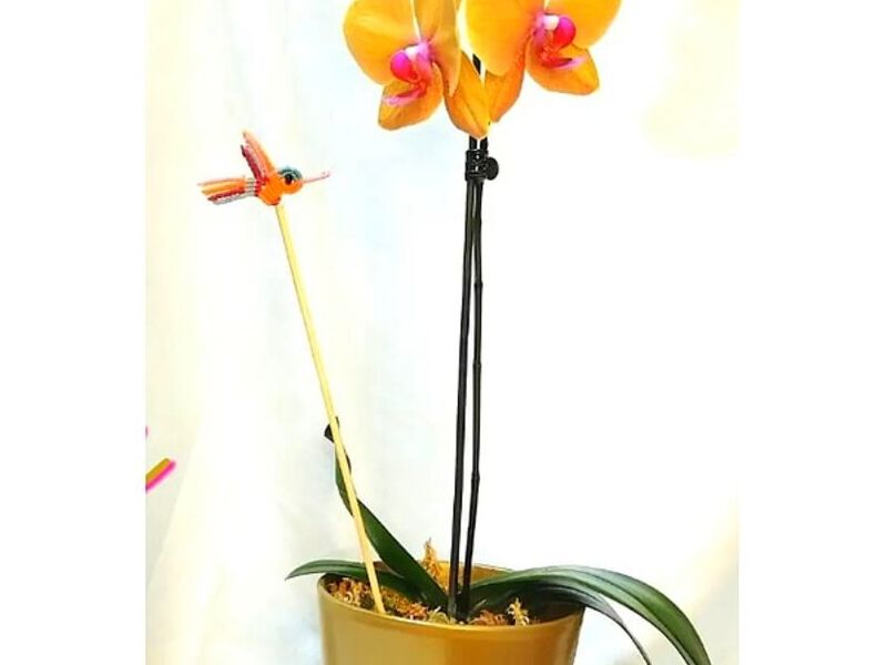 Planta Ornamental Orquidea Amarilla Perú