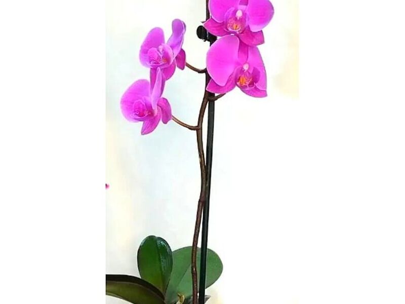 Orquídea Rosado Intenso Perú