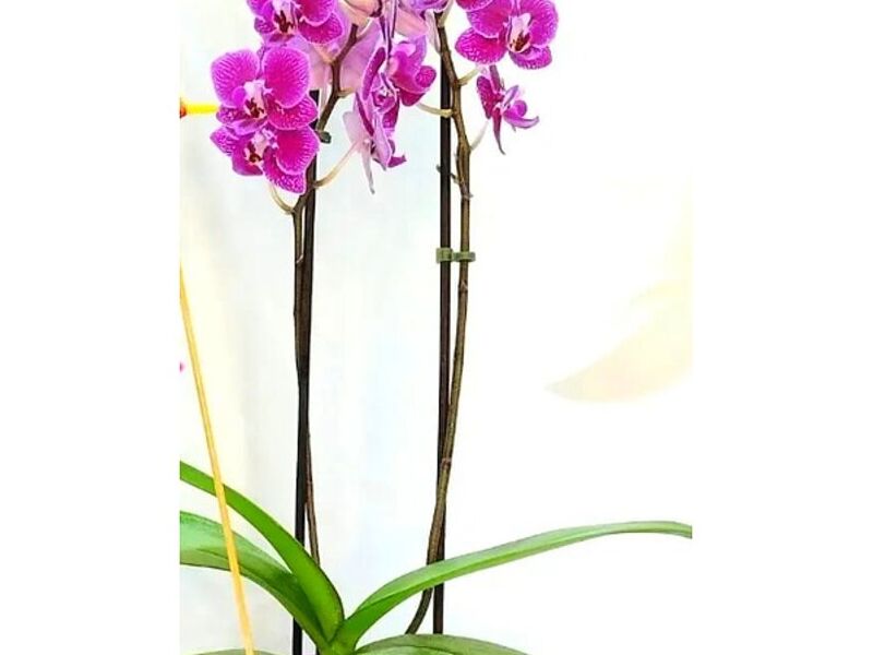 Orquídeas Moradas Perú