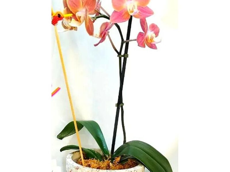 Orquídeas Naranja Perú