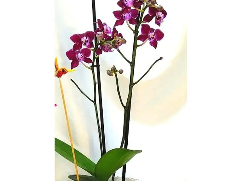 Orquídeas Vino Perú
