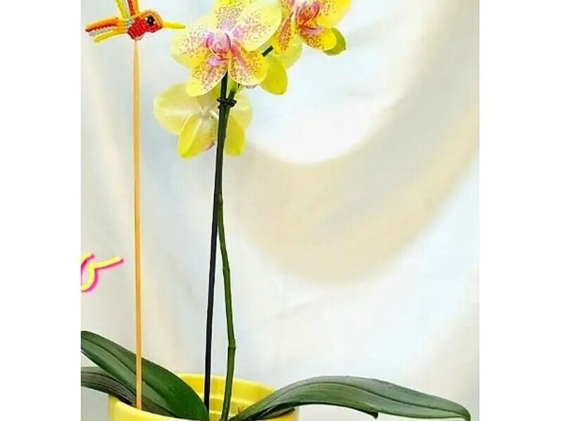 Orquídeas Amarilla Perú