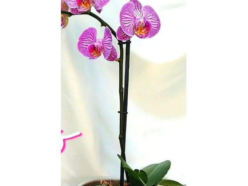 Orquídea Coelogyne Perú