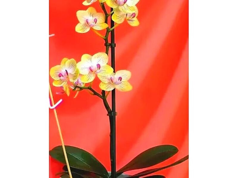 Orquídeas Oncidium Perú