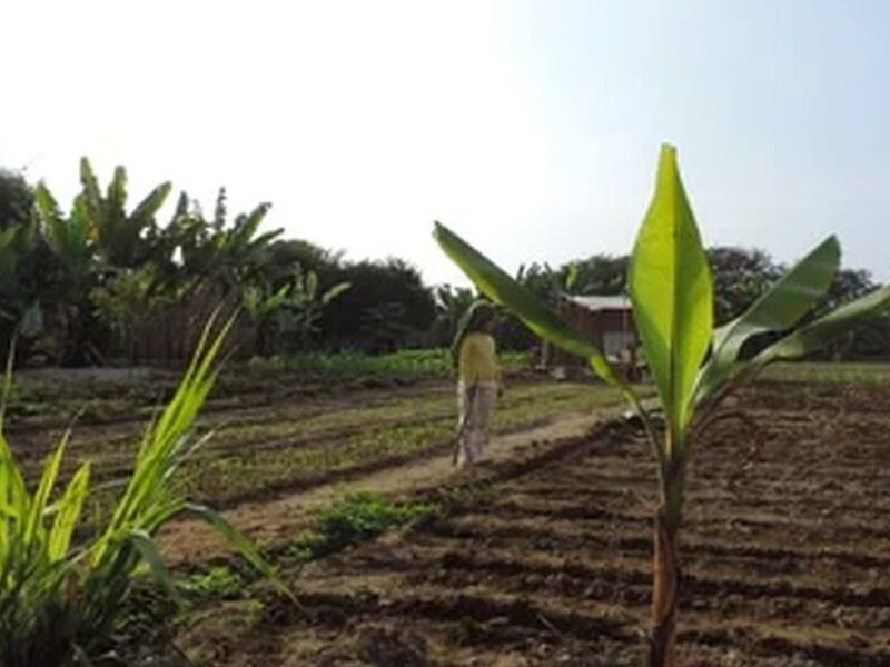 Venta de Plantas PERU