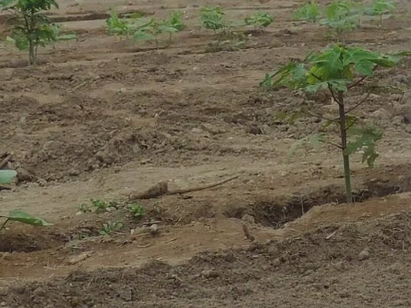 Plantas de Ornato PERU