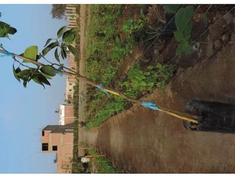 Planta de Manzana PERU