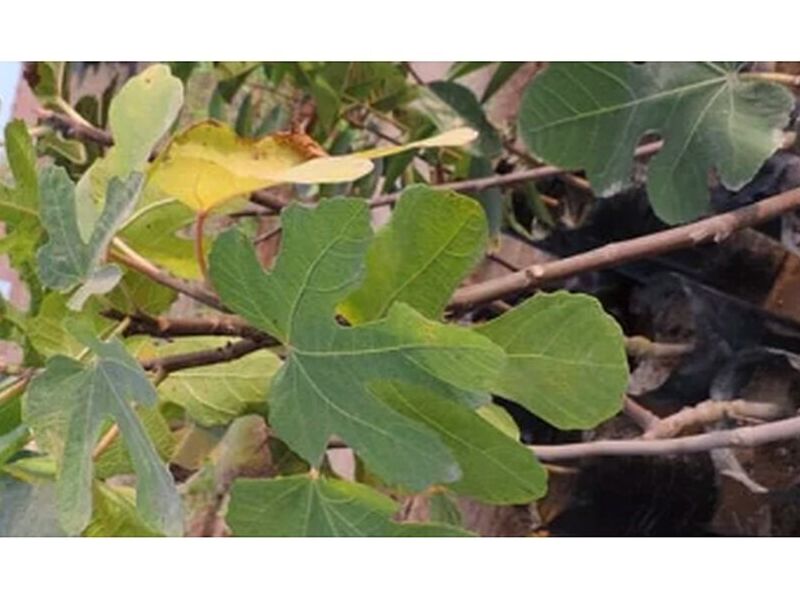 Planta de Higo PERU