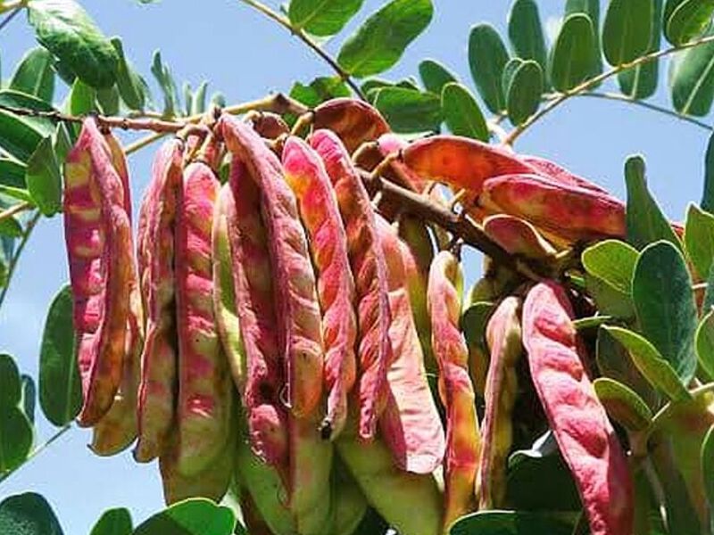 Venta de Plantas PERU