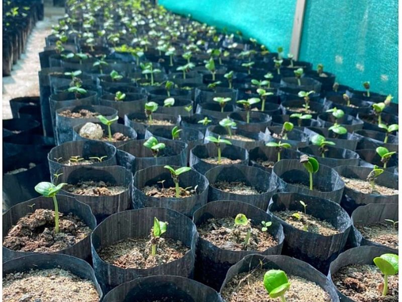 Plantas PERU