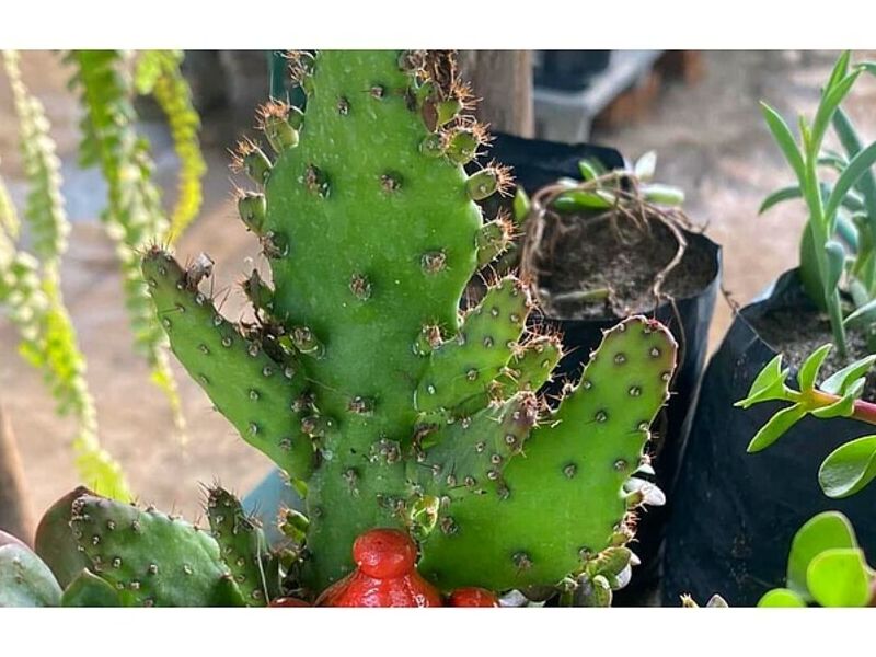 Plantas ornamentales PERU