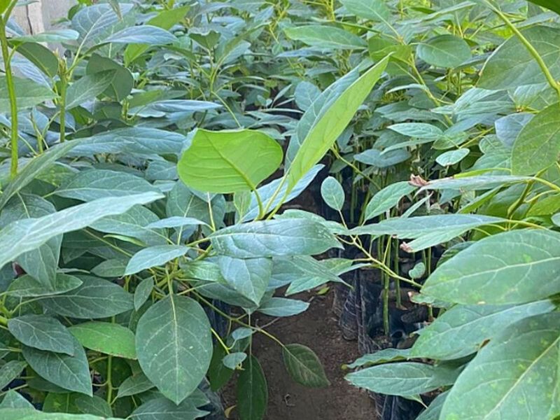 Plantas Frutales PERU