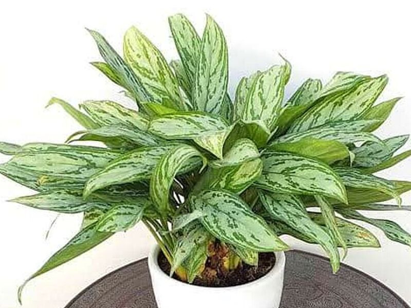 Plantas Decorativas PERU