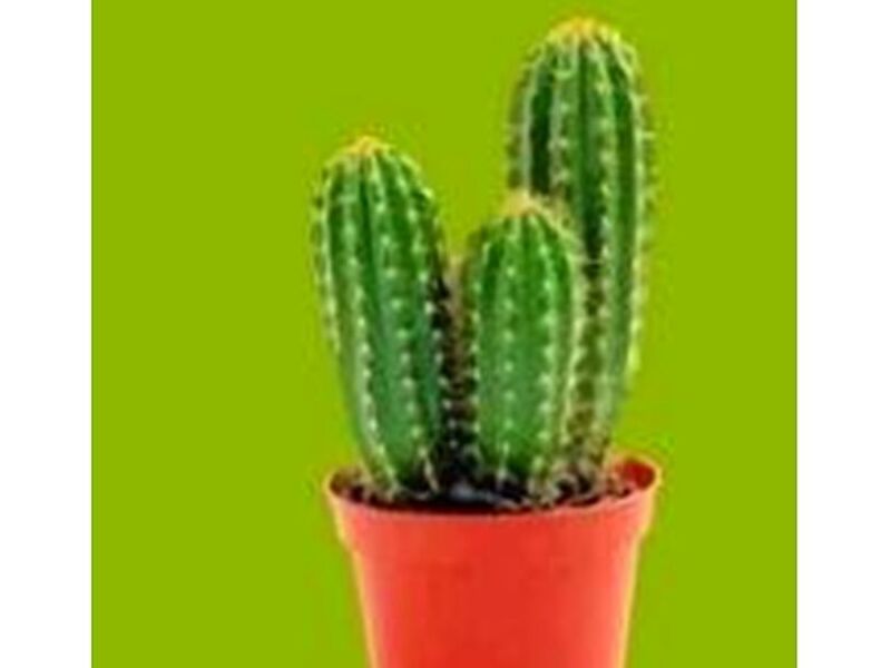 Cactus PERU