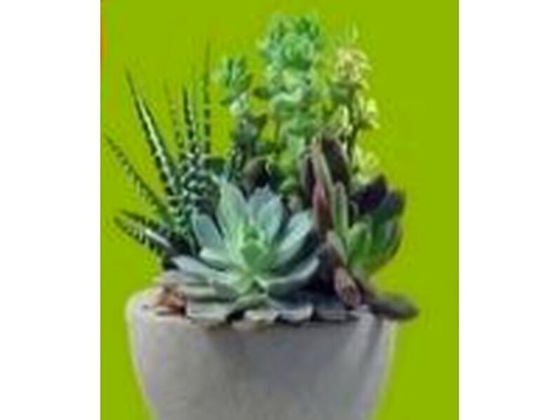 Suculentas PERU
