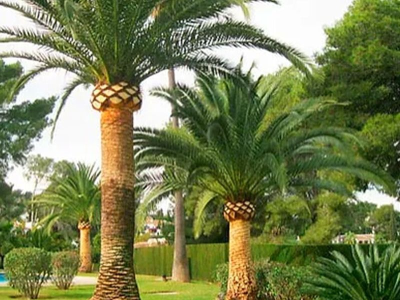 Palmera PERU