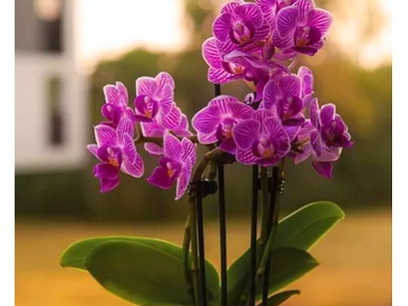 Flores PERU