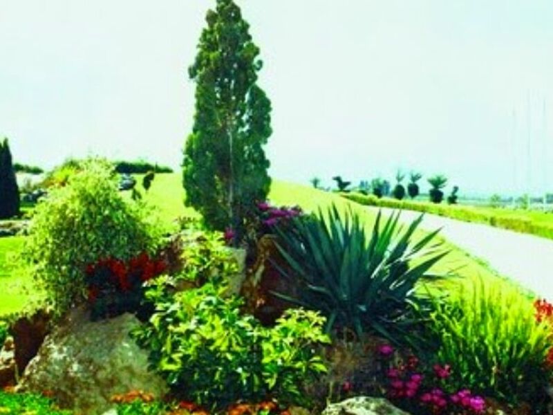 Plantas Decorativas PERU