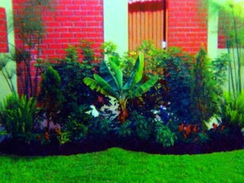 Plantas ornamentales PERU