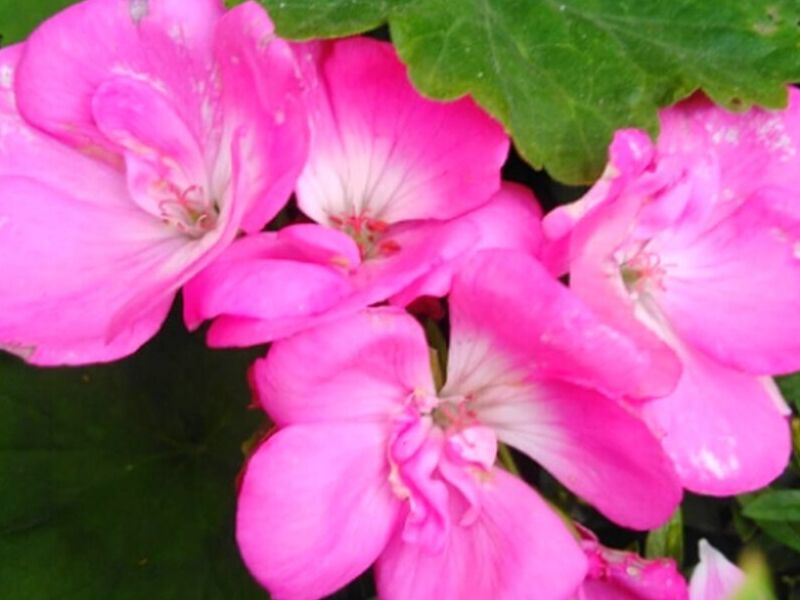 Flores PERU