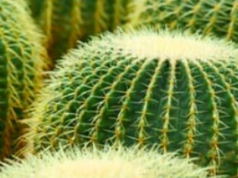 Cactus PERU