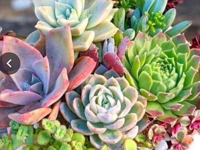 Suculentas PERU
