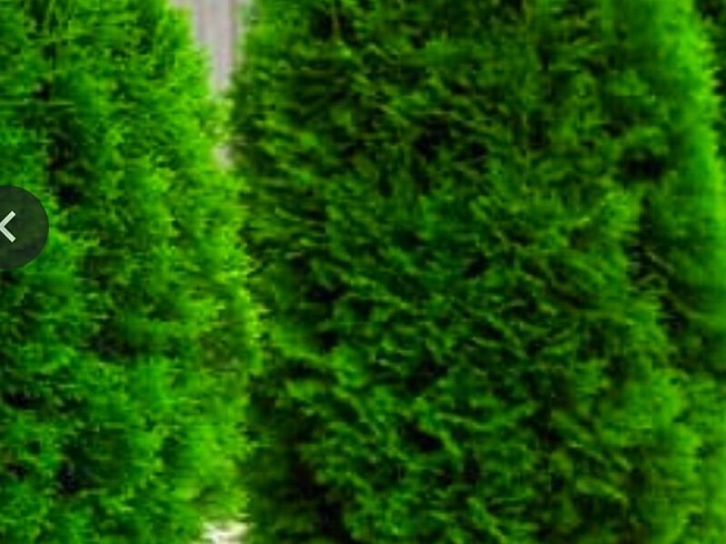Arboles Ornamentales PERU