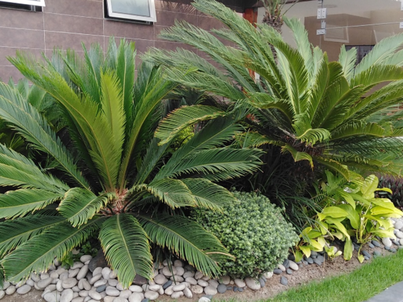 Palmera Tropical peru