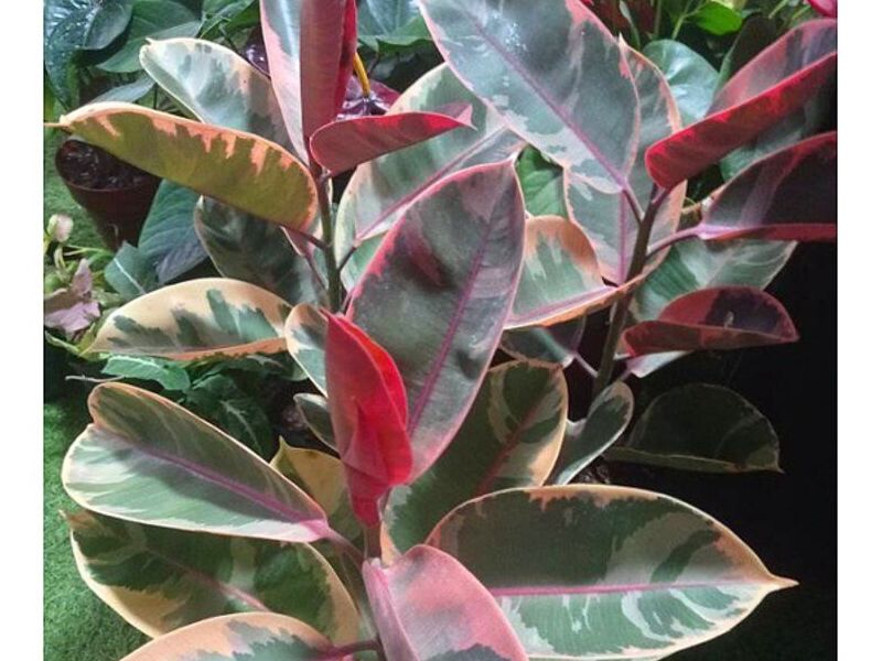 Venta de Plantas PERU