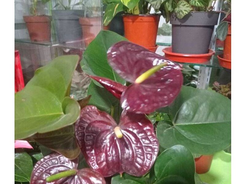 Plantas de Ornato PERU