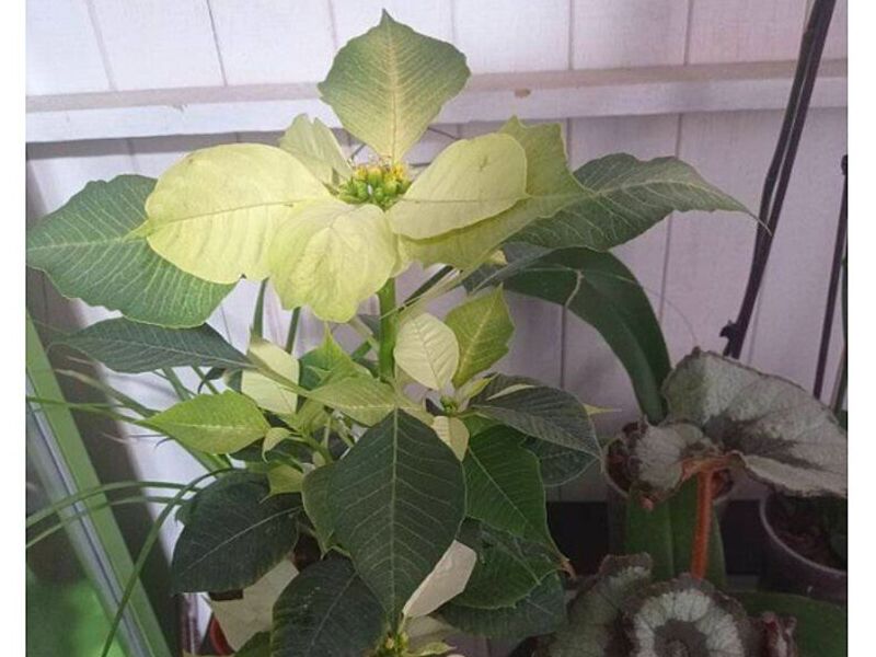 Plantas PERU