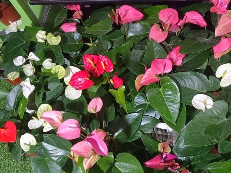Plantas ornamentales PERU